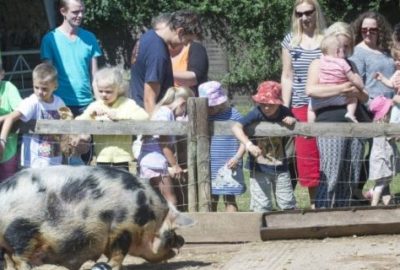 Eastnor Castle Pigs