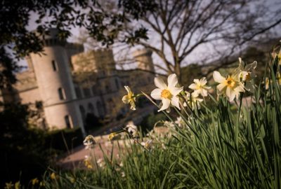 Daffodils in bloom in the gardens of Eastnoor Castle
